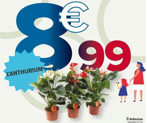 Plantes à fleurs offre à 19,99€ sur Carrefour