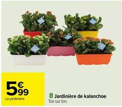 Jardinière De Kalanchoe offre à 5,99€ sur Carrefour