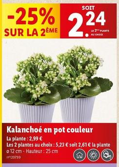 Kalanchoe En Pot Couleur offre à 2,99€ sur Lidl