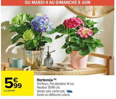 Hortensia offre à 5,99€ sur Carrefour Drive