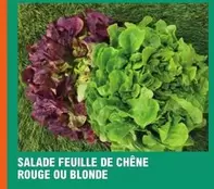 Salade Feuille De Chêne Rouge Ou Blonde offre sur E.Leclerc