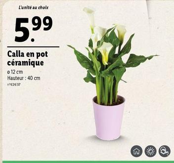 Calla En Pot Céramique offre à 5,99€ sur Lidl