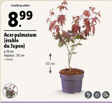 Acer Palmatum (Érable Du Japon) offre à 8,99€ sur Lidl