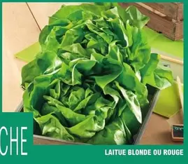 Laitue Blonde Ou Rouge offre sur E.Leclerc