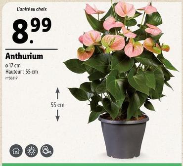 Anthurium offre à 8,99€ sur Lidl