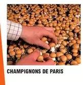 Champignons De Paris offre sur E.Leclerc