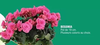 Begonia offre sur E.Leclerc