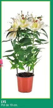 LYS Pot De 19 Cm. offre sur E.Leclerc