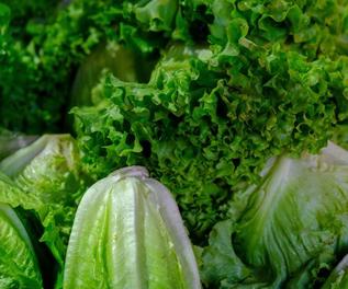Salade verte Batavia offre à 2,5€ sur Le Campanier