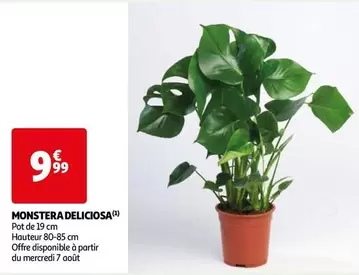 Monstera Deliciosa