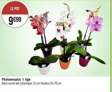 Phalaenopsis 1 Tige