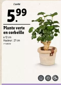 Plante Verte En Corbeille