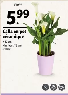 Calla En Pot Céramique