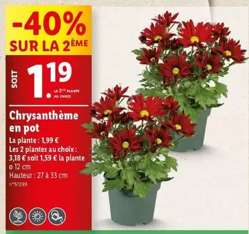 chrysanthème en pot