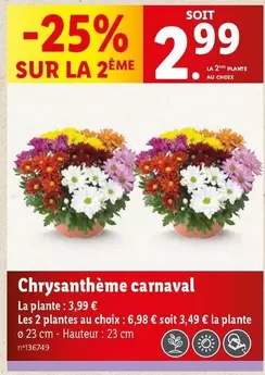 Chrysanthème Carnaval