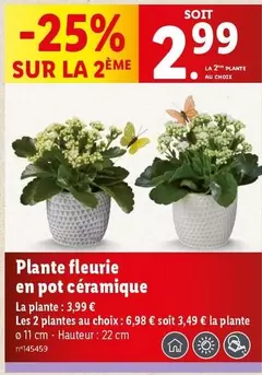 Plante Fleurie En Pot Céramique