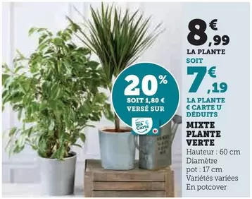 Mixte Plante Verte