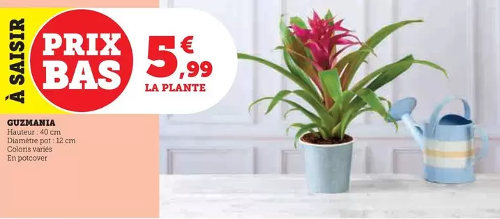 Guzmania