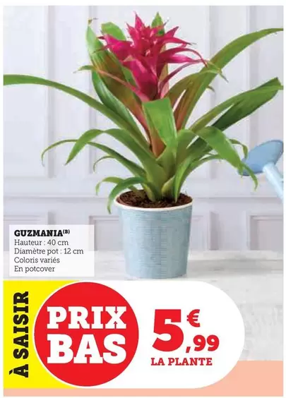 Guzmania