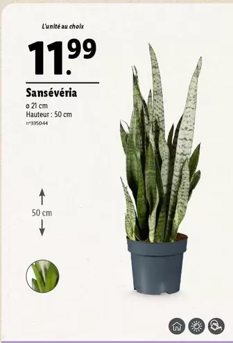 Sansévéria