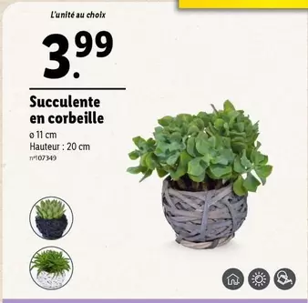 Succulente En Corbeille