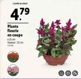 Plante Fleurie En Coupe