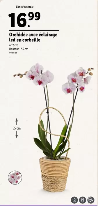 Orchidée Avec Éclairage Led En Corbeille