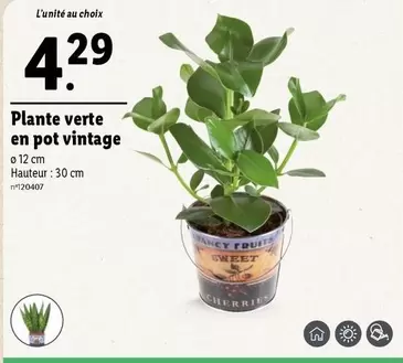 Plante Verte En Pot Vintage