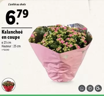 Kalanchoé En Coupe