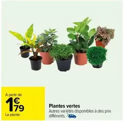 Plantes Vertes