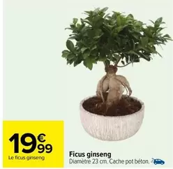 Ficus Ginseng