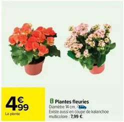 Plantes Fleuries