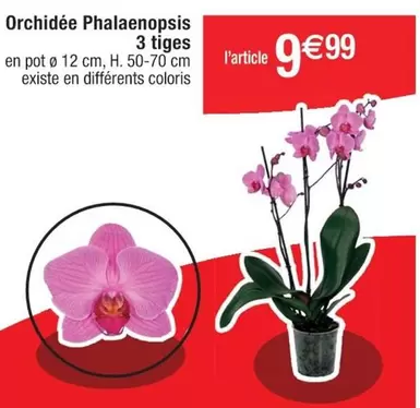 Orchidée Phalaenopsis 3 Tiges