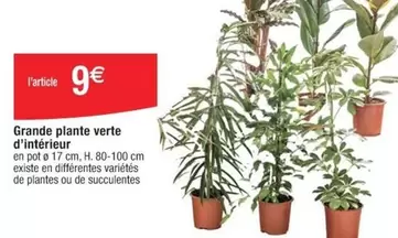 Grande Plante Verte D'intérieur