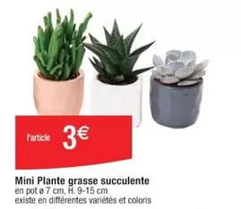 Mini Plante Grasse Succulente