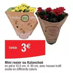 Kraft - Mini Rosier Ou Kalanchoe