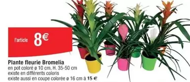 Plante Fleurie Bromelia