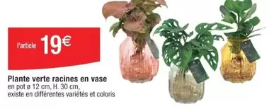 Plante Verte Racines En Vase