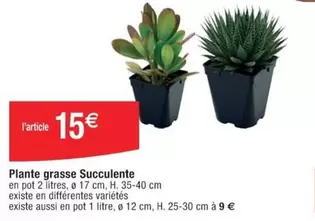 Plante Grasse Succulente