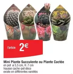 Mini Plante Succulente Ou Plante Cactée