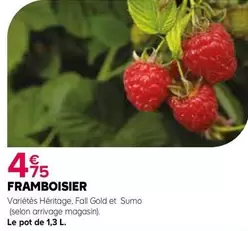 Framboisier offre à 4,75€ sur Kiriel