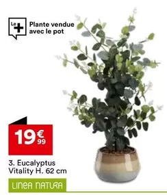 Eucalyptus Vitality offre à 19,99€ sur BUT