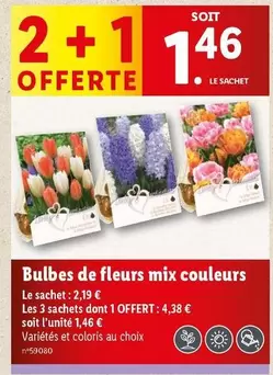 Bulbes De Fleurs Mix Couleurs