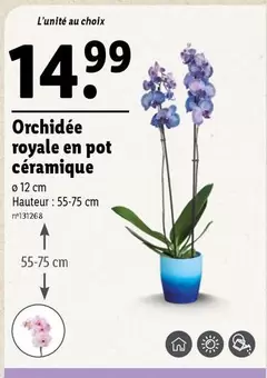 Orchidée Royale En Pot Céramique