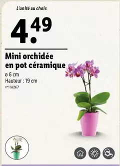 Mini Orchidée En Pot Céramique