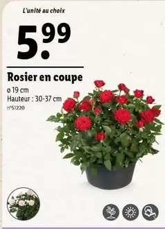 Rosier En Coupe