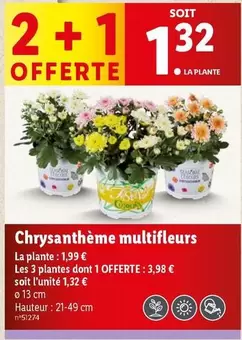 Chrysanthème Multifleurs