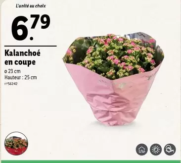 Kalanchoé En Coupe