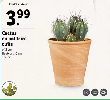 cactus en pot terre cuite