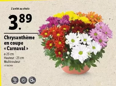 Chrysanthème En Coupe Carnaval